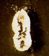 Larva of Phratora vitellinae infected by B. bassiana